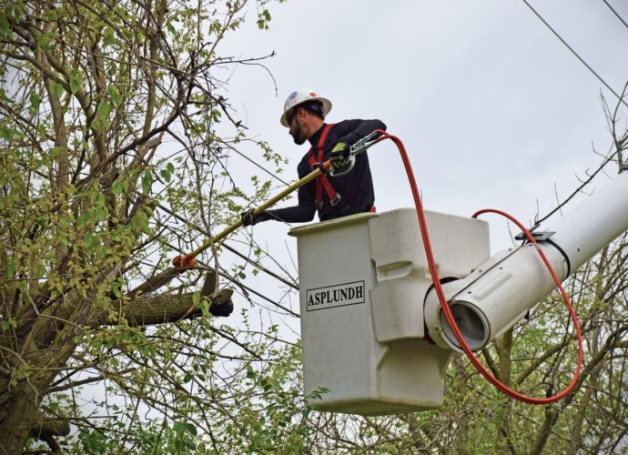 Tree Trimming Services Sydney