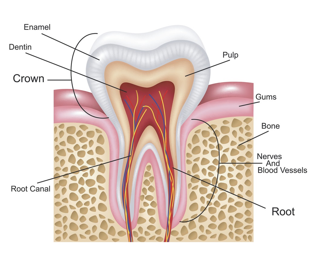 root-canal