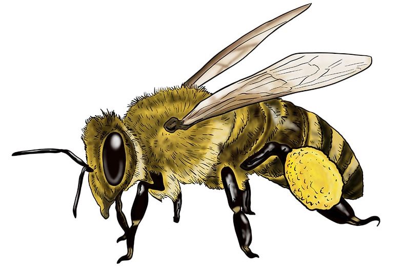 Honey Bee Drawing