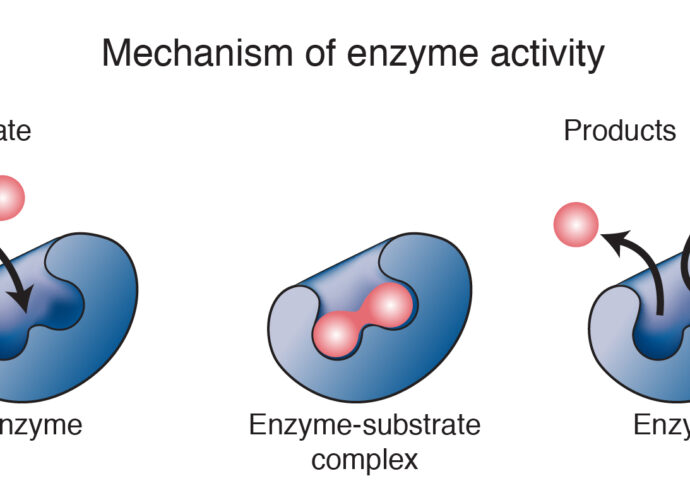 Global Enzymes Market