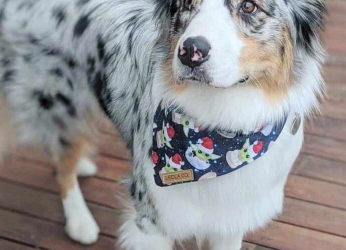 australian-shepherd-blue merle